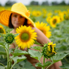 Photo session Nude in sunflowers. Photographer Pablo Incognito