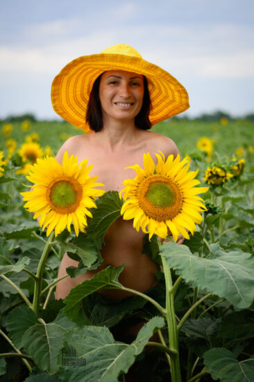 A naked girl covered her breasts with sunflower flowers. Nude photo session in the field