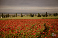 Poppy field. Photo from the collection of nude Pablo Incognito