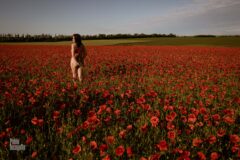 Nude girl in a poppy field. Pablo Incognito nude photoshoot